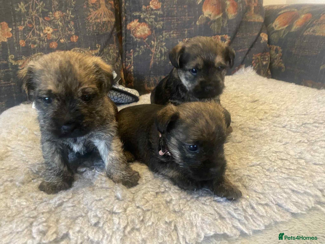 Mixed Breed dogs for sale: Border x Cairn Terrier puppies - Image 13