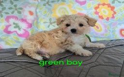 Maltipoo dogs for sale: F1 Maltipoo puppies 🐶 Just 2 girls remaining  - Advert 9