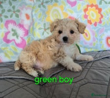 Maltipoo dogs F1 Maltipoo puppies 🐶 - Advert 14