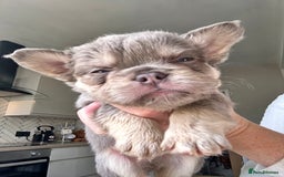 French Bulldog dogs for sale: French bulldog (fluffy) - Image 10