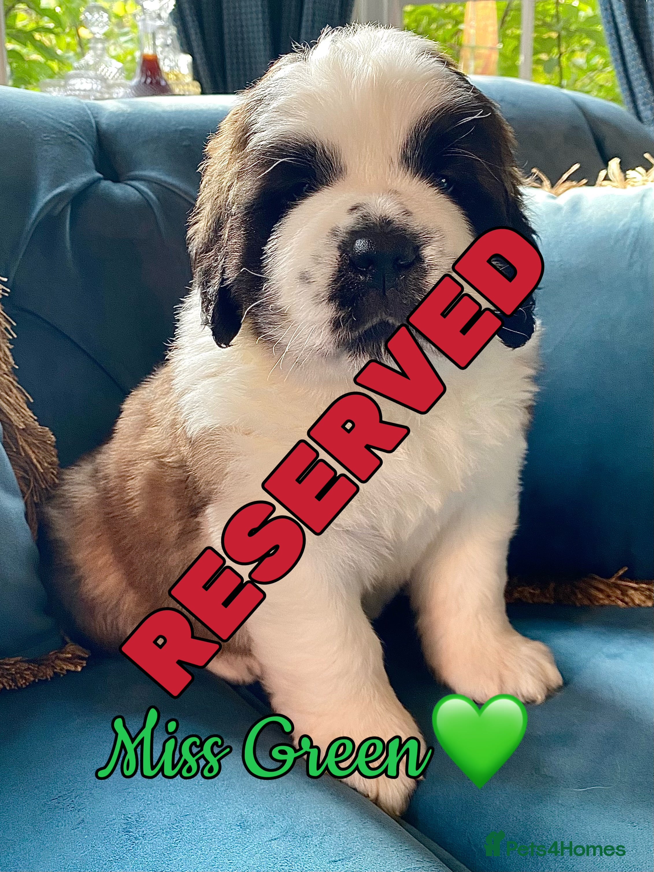 Saint Bernard dogs Outstanding KC Registered Saint Bernard Puppies - Advert 2