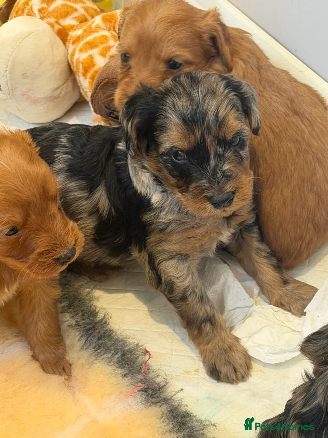 Mini Goldendoodle dogs for sale: Extensively health tested F1 goldendoodle puppies  - Advert 28