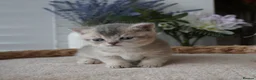 Munchkin cats for sale: ⚜️Rare munchkins⚜️ - Advert 8
