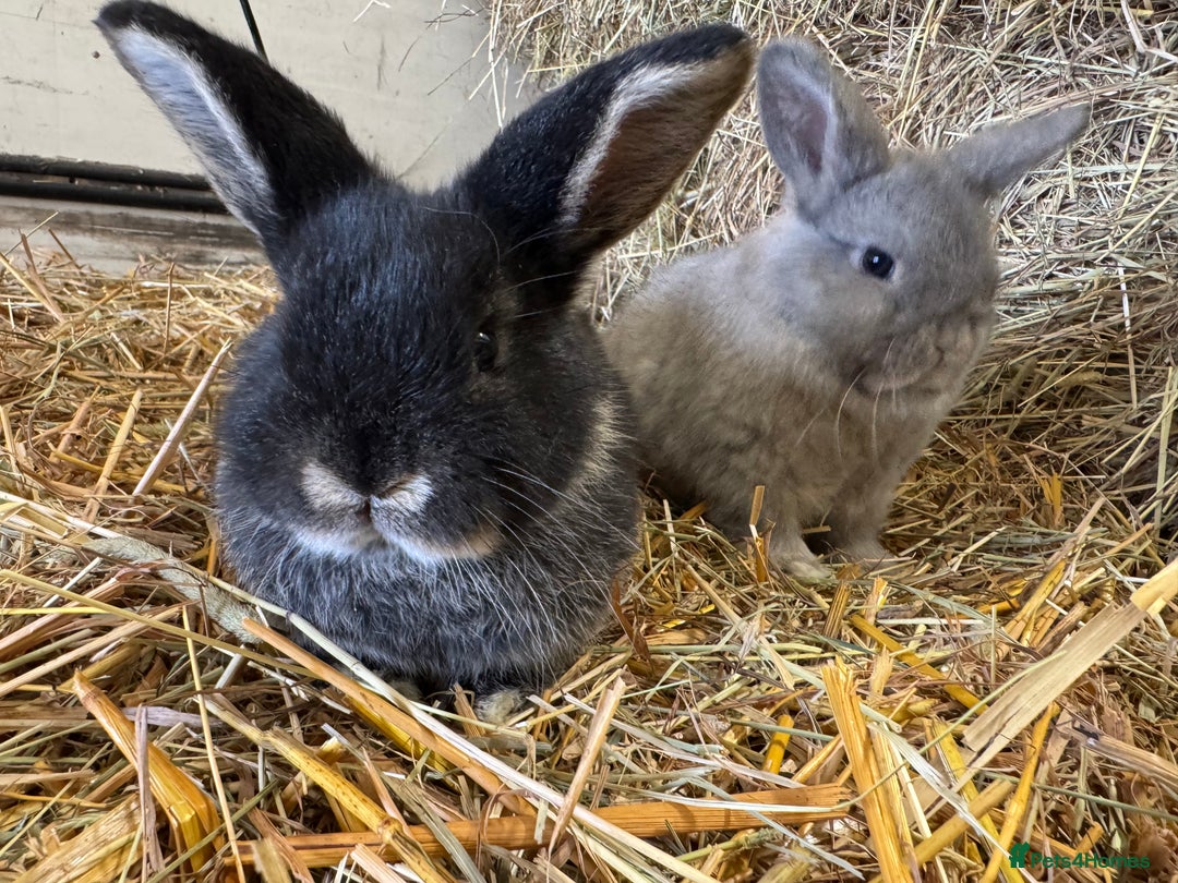 French Lop rabbits for sale: Beautiful Miniature Lop Does - Advert 7
