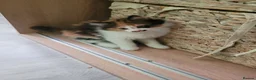 Mixed Breed cats for sale: Tortoiseshell/ calico fluffy  - Advert 5