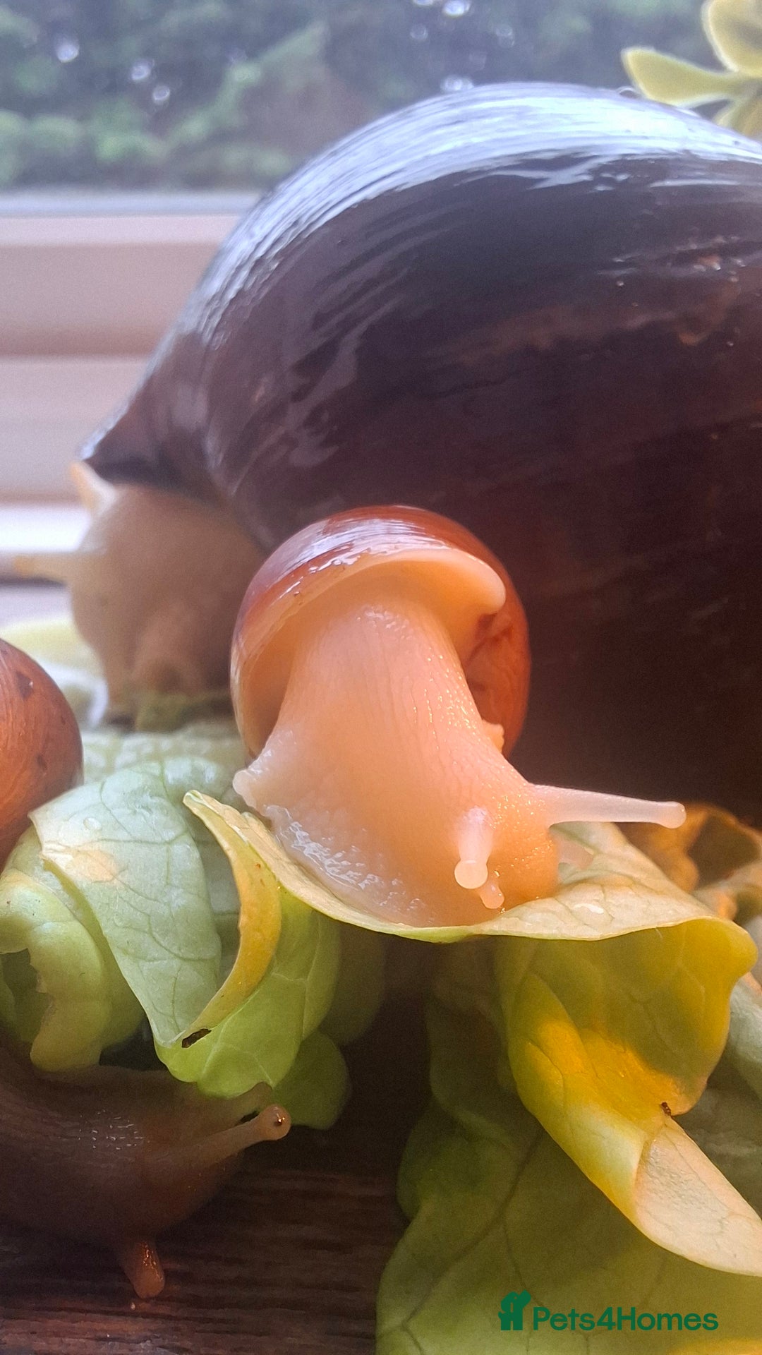 Snails invertebrates for sale: Giant african land snails Lissachantina Fulica - Image 3
