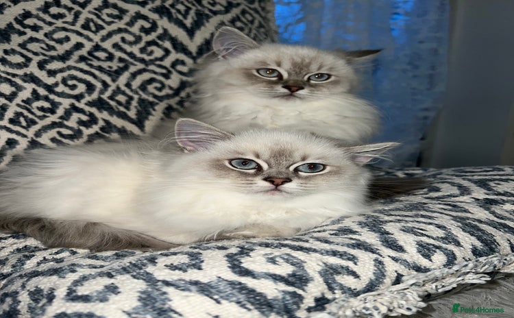 Ragdoll cats - Advert 4