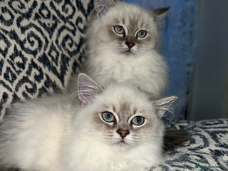 Ragdoll cats - Advert 31