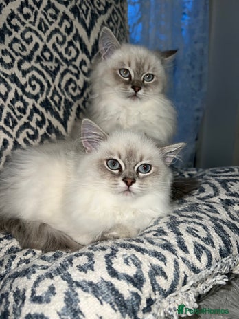 Ragdoll cats - Advert 4