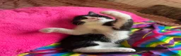 Mixed Breed cats for sale: Beautiful kittens are looking for a loving family. - Advert 13