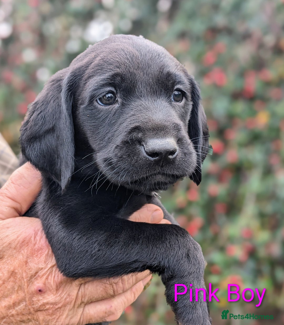 Springador dogs for sale: Springador puppies for sale - Advert 2