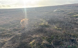 Hungarian Vizsla dogs for sale: Hungarian Wire Haired Vizsla  - Image 5