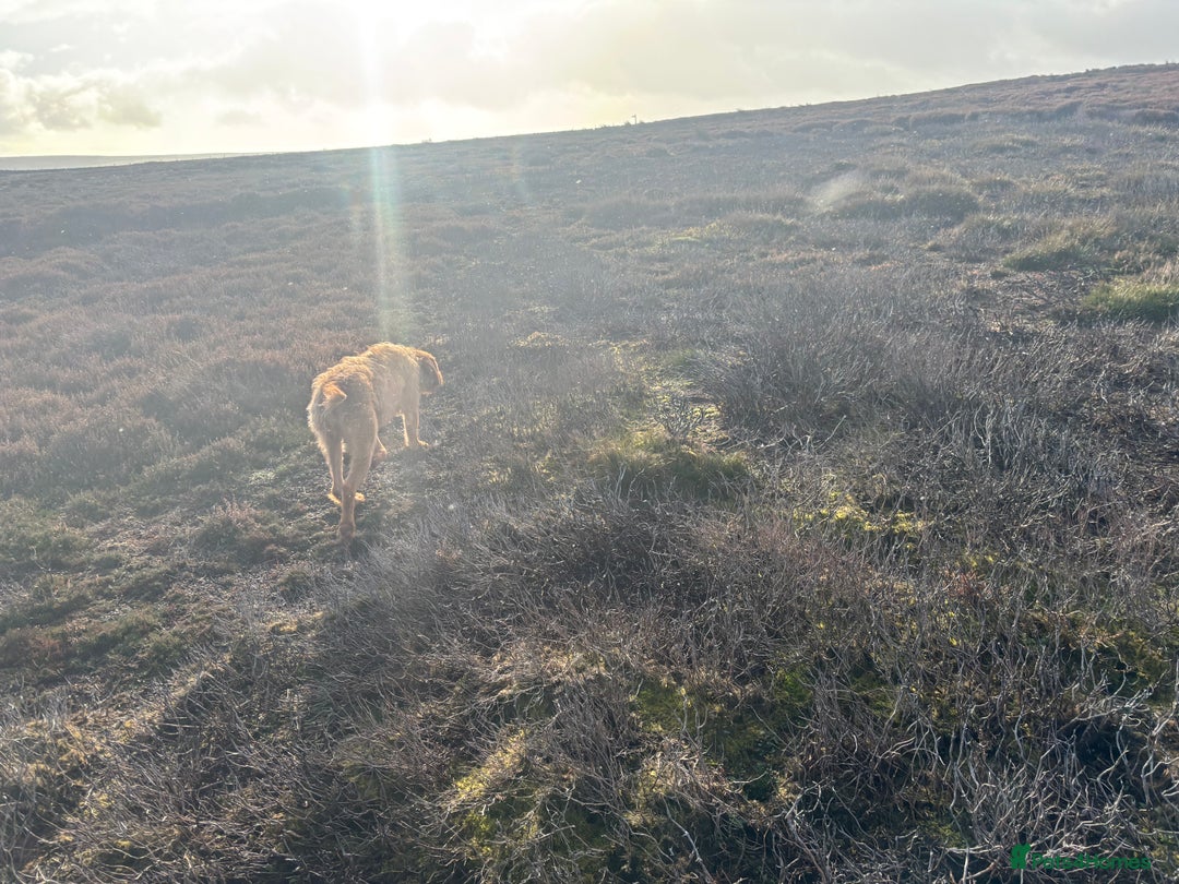 Hungarian Vizsla dogs for sale: Hungarian Wire Haired Vizsla  - Image 5