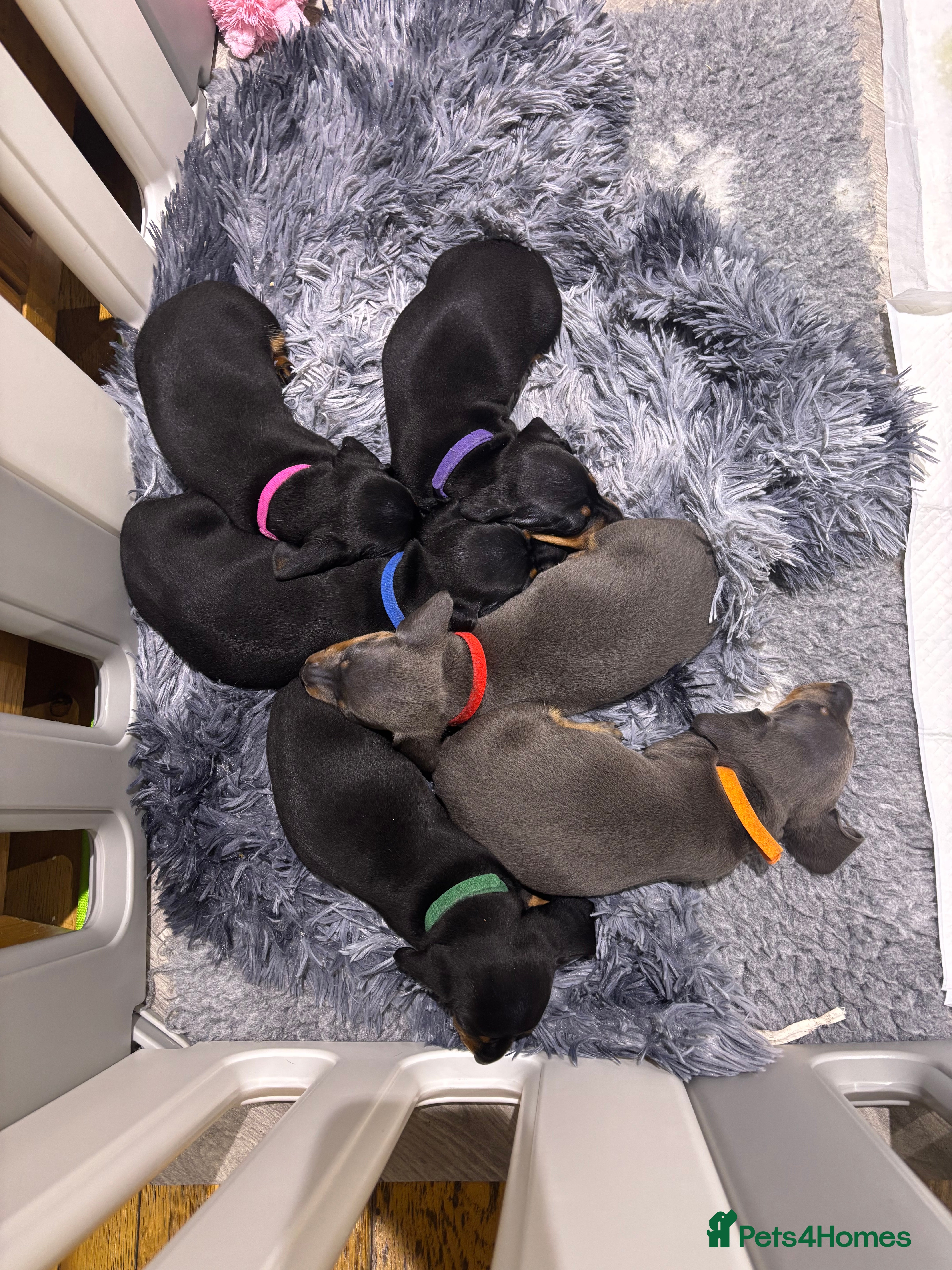 Miniature Dachshund dogs Miniature dachshunds  - Advert 2