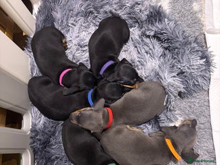 Miniature Dachshund dogs Miniature dachshunds - Advert 1