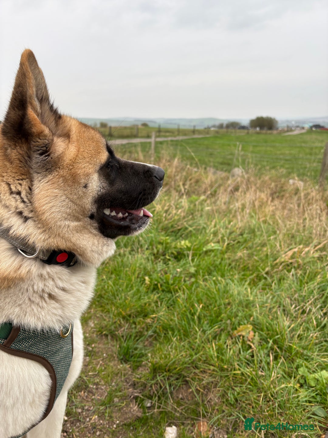 Akita dogs for sale: Japanese Akita Pedigree - Image 2