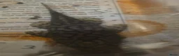 Plecos fish for sale: 🔥*RARE* L519 × Wabenmuster Pleco Hybrids🔥 - Advert 3