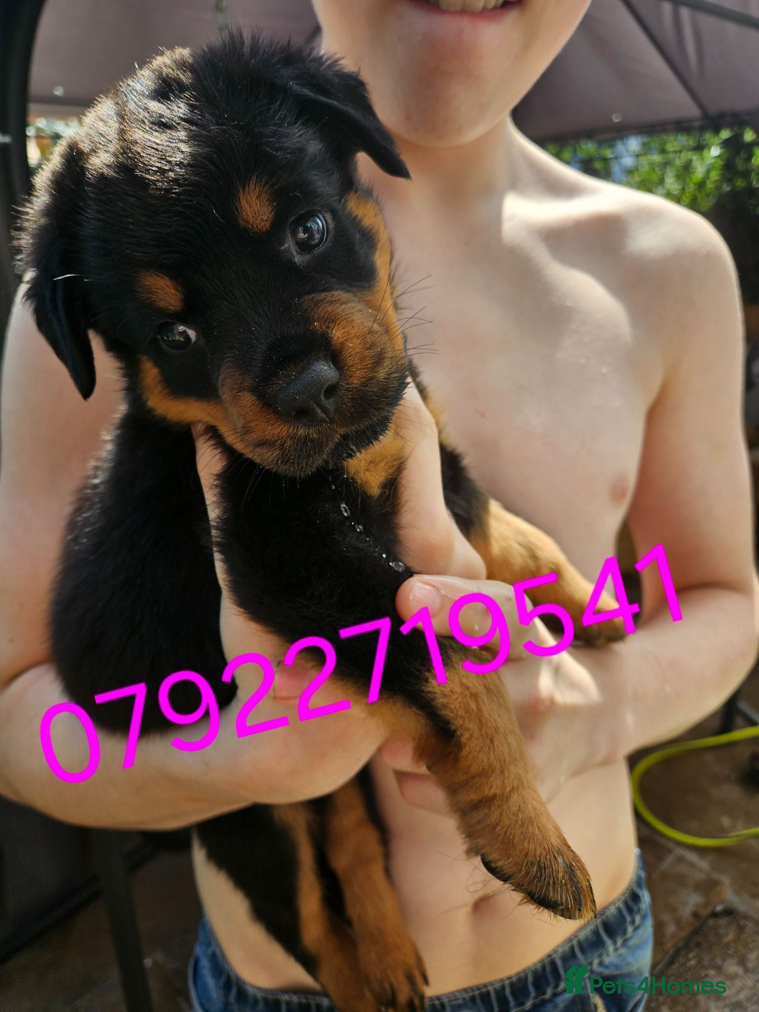 Rottweiler dogs Ready to leave male rottweiler pup  - Advert 1