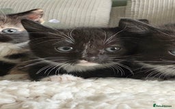 Mixed Breed cats for sale: 1 male mixed breed kitten - Image 3