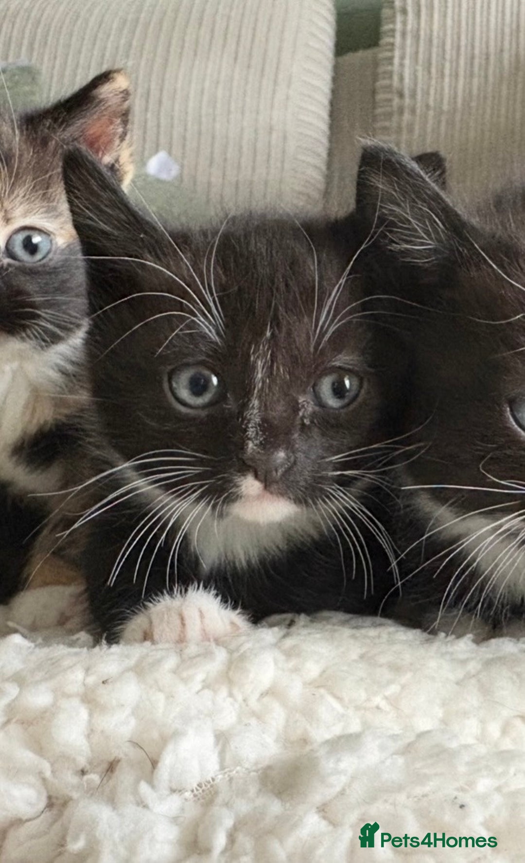 Mixed Breed cats for sale: 1 male mixed breed kitten - Image 3