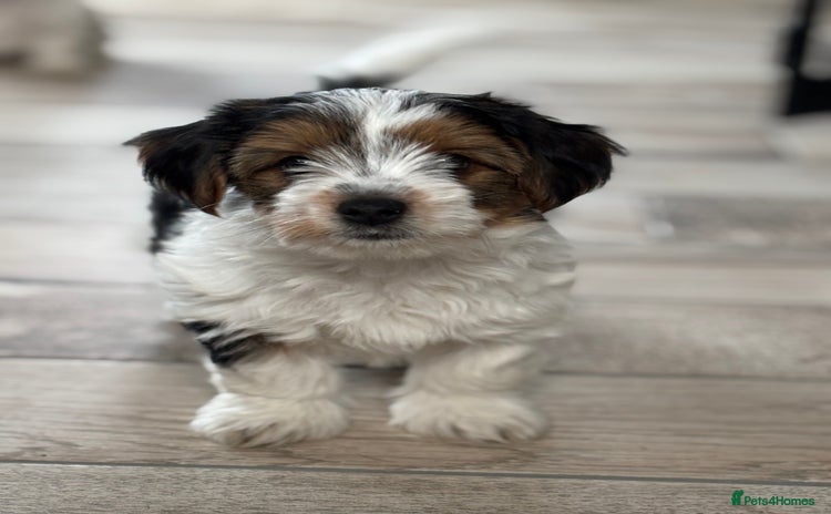 Biewer Terrier dogs - Advert 2