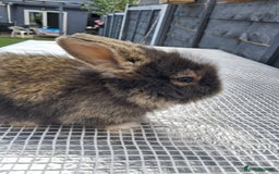 Lionhead rabbits for sale: lionhead bunnies  - Image 17