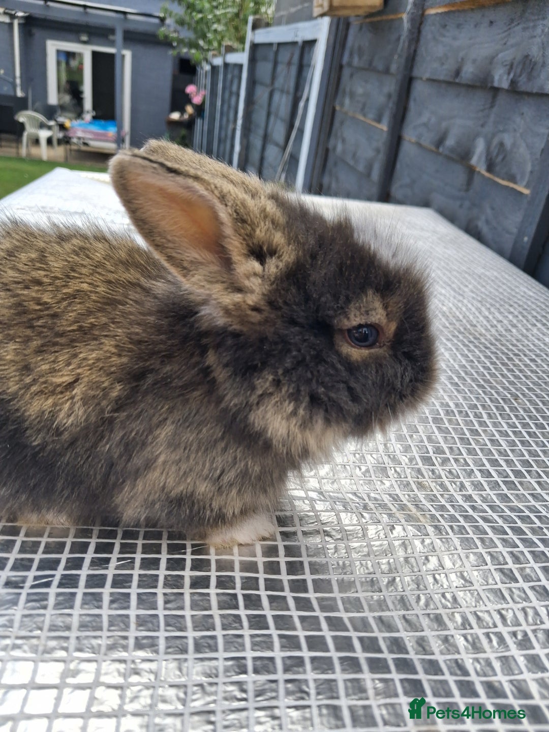 Lionhead rabbits for sale: lionhead bunnies  - Image 17