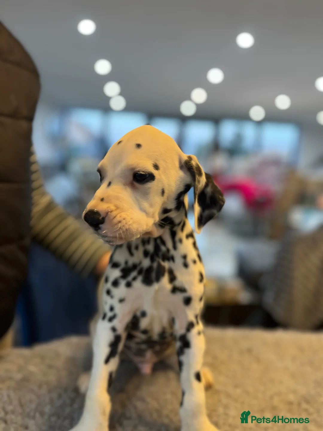 Dalmatian dogs for sale: Last boys looking for homes full hearing - Advert 9