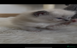 Ragdoll cats for sale: GCCF RAGDOLLS, POSS  ACTIVE, carry choc  - Image 4