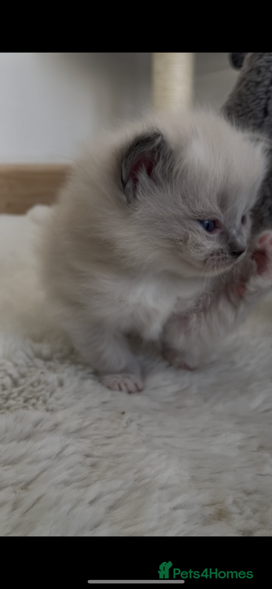 Ragdoll cats for sale: GCCF RAGDOLLS, POSS  ACTIVE, carry choc  - Image 4