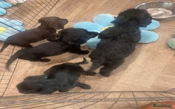 Cockapoo dogs for sale: READY NOW..!  cockapoos *1 girl 2boys* - Image 10