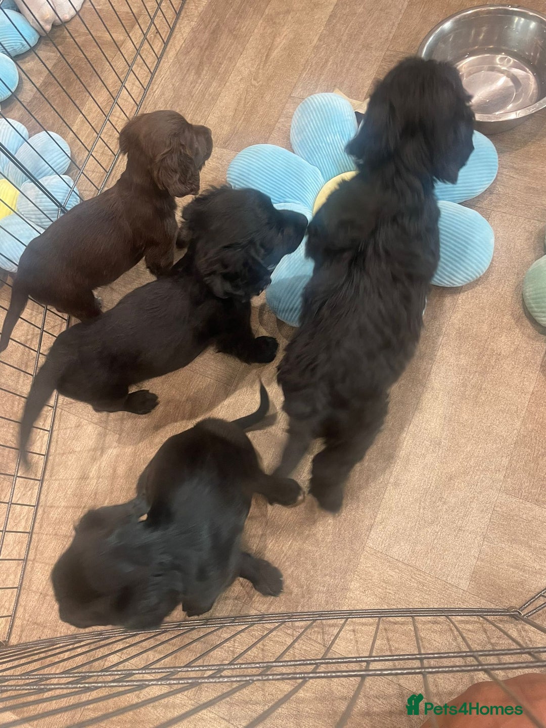 Cockapoo dogs for sale: READY NOW..!  cockapoos *1 girl 2boys* - Image 10