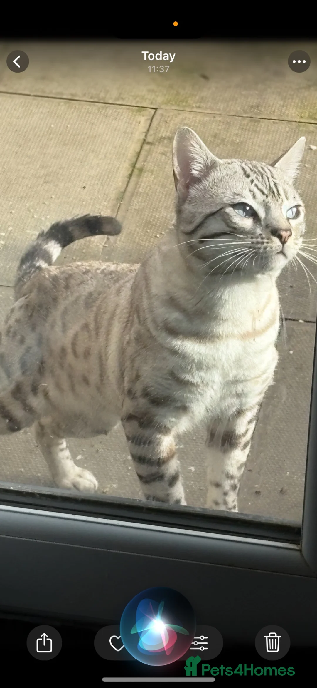 Bengal cats for sale: Bengal tiger kittens  - Advert 1