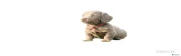 Miniature Dachshund dogs for sale: Beautiful miniature babies  - Advert 4