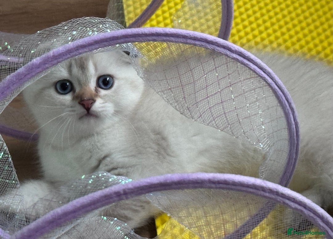 Scottish Fold cats for sale: SCOTTISH FOLD KITTENS 😻 - Advert 3