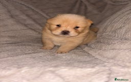Chow Chow dogs for sale: Merle Chow Chow Pups 🐻 - Image 15