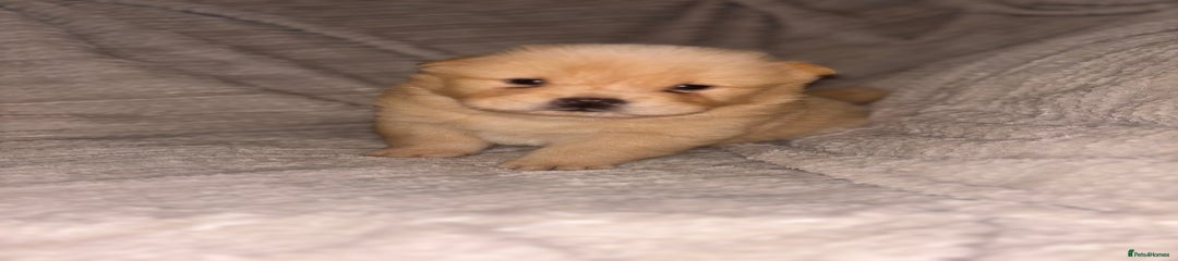 Chow Chow Puppy 4