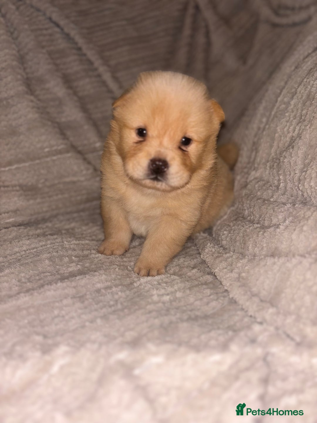 Chow Chow dogs for sale: Merle Chow Chow Pups 🐻 - Image 15