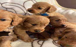 Labradoodle dogs for sale: Labradoodle Fox Red ❤️💞❤️Health check - Image 22