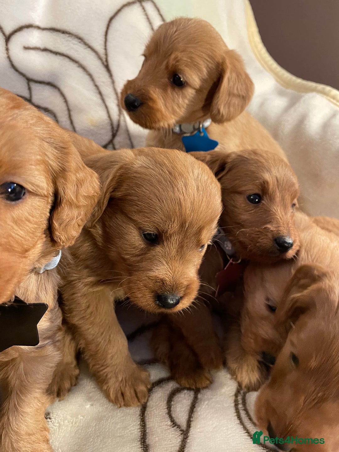Labradoodle dogs for sale: Labradoodle Fox Red ❤️💞❤️Health check - Image 22