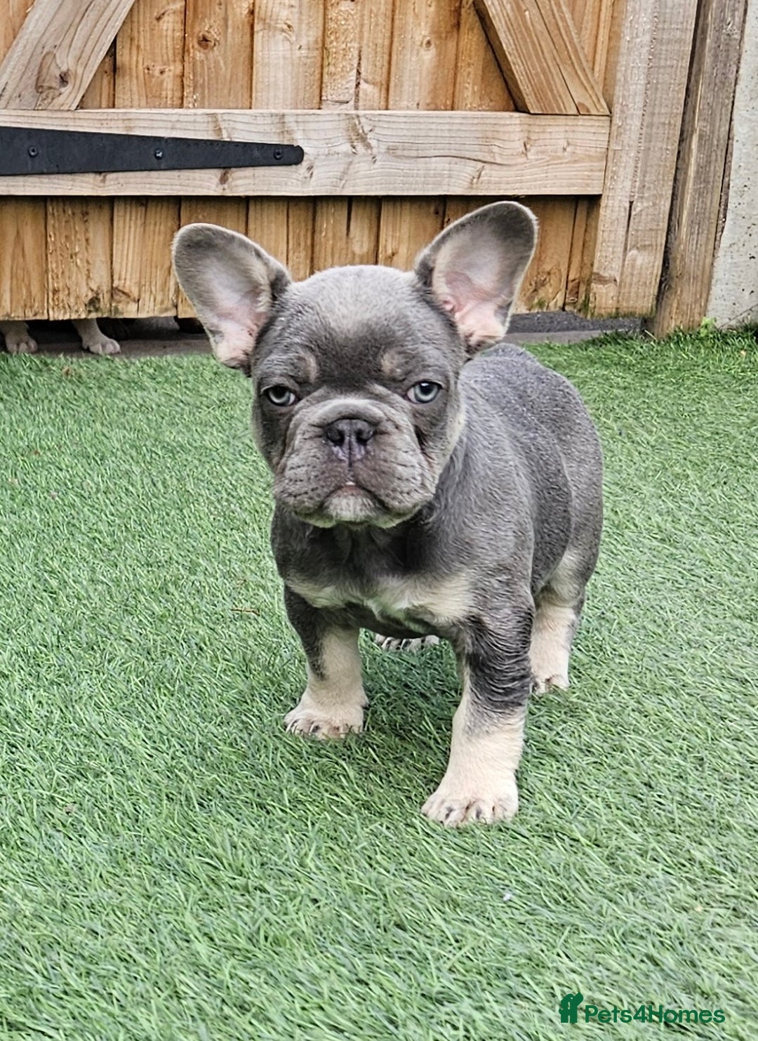 French Bulldog dogs for sale: REDUCED Fully vaccinated french bulldog puppy  - Image 8