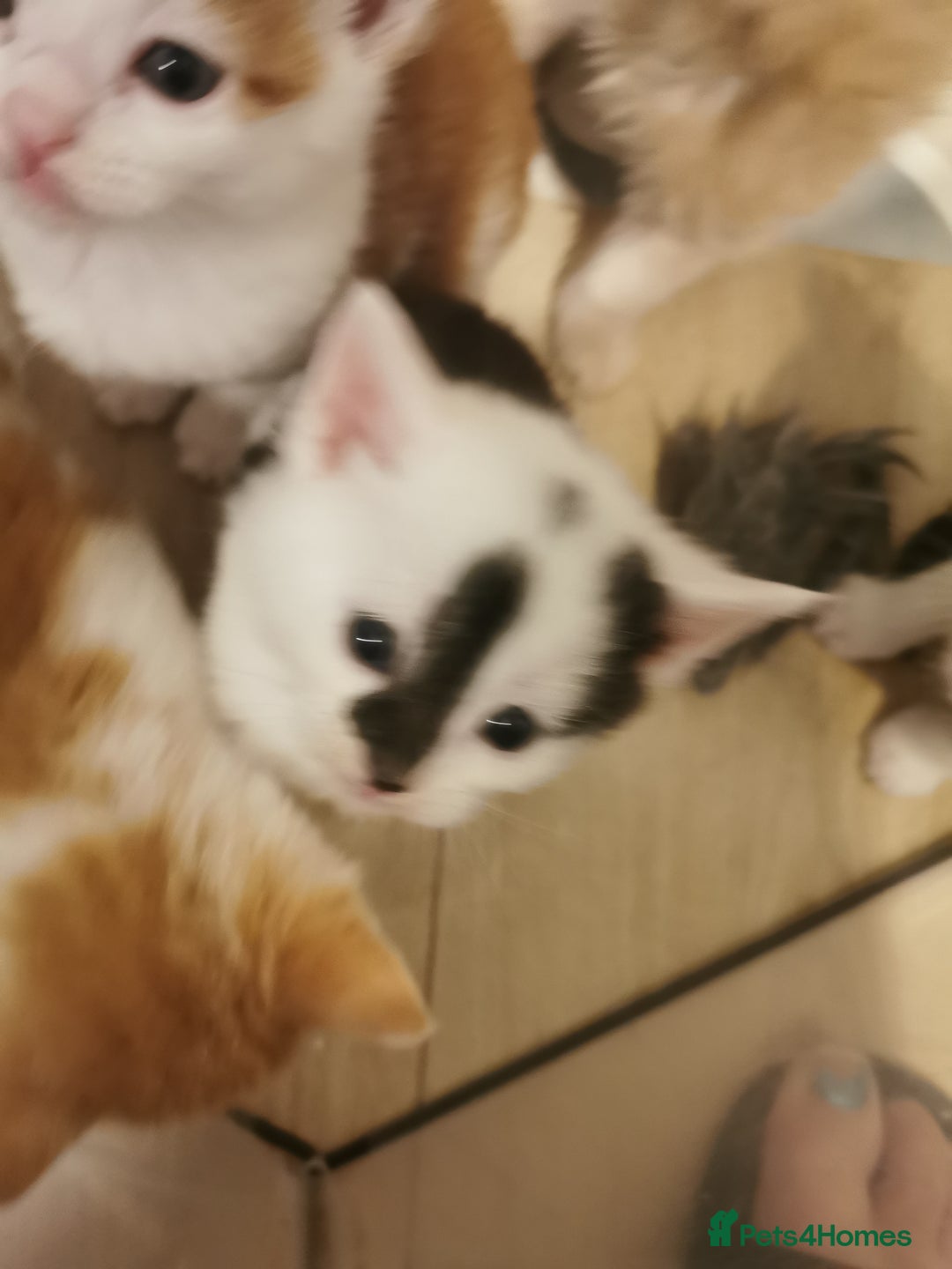 Mixed Breed cats for sale: Maine coon cross kittens for sale - Advert 5