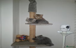 British Shorthair cats for sale: Pedigree British Blue and Tabby Shorthair Kittens - Image 13