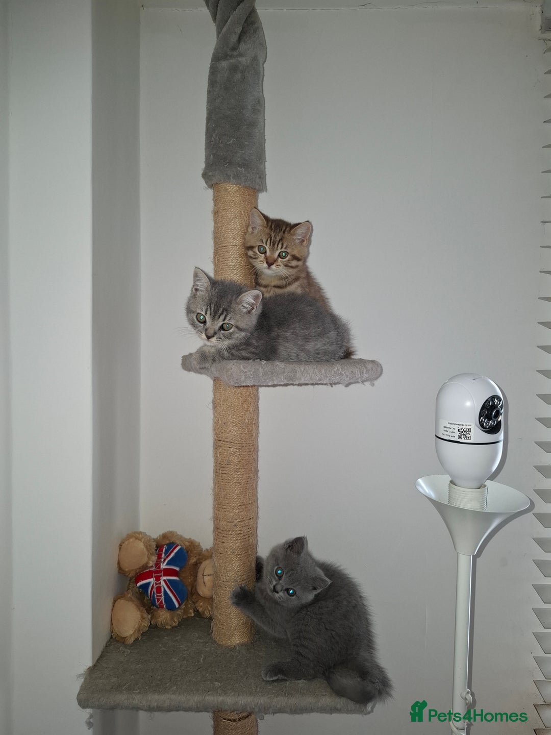 British Shorthair cats for sale: Pedigree British Blue and Tabby Shorthair Kittens - Image 13