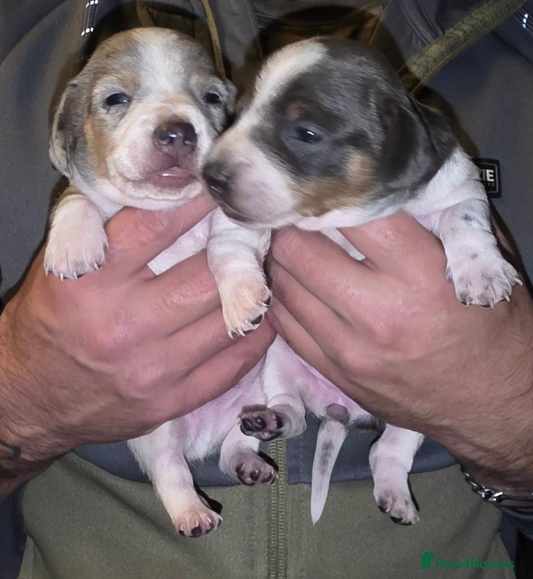 Dachshund dogs for sale: Mini dashunds puppies - Advert 2