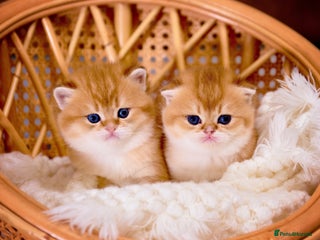 Scottish Fold cats Show Quality Scottish Kittens - Advert 9