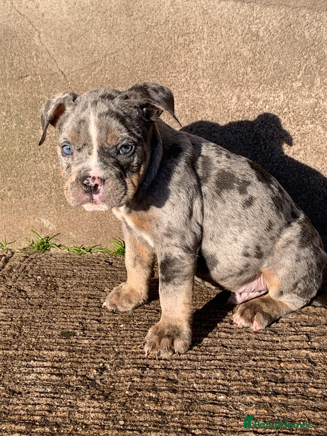 Olde English Bulldogge dogs for sale: Olde English bulldogges generational  - Advert 31