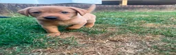 Labrador Retriever dogs for sale: Fox Red Labradors in Oswestry - Advert 16