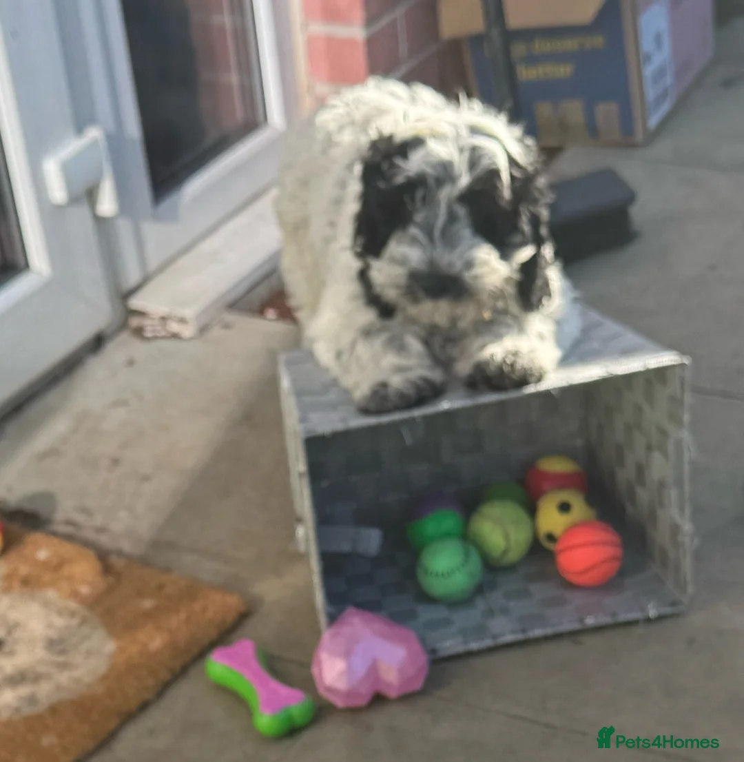 Cockapoo dogs for sale: 9 month old Cockapoo male - Advert 9