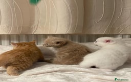 Mixed Breed cats for sale: Three sweet and playful kittens looking a new home - Advert 3